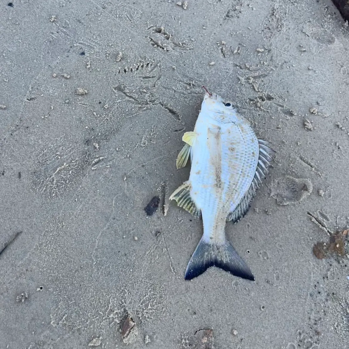 Surf bream caught on Fishbrain