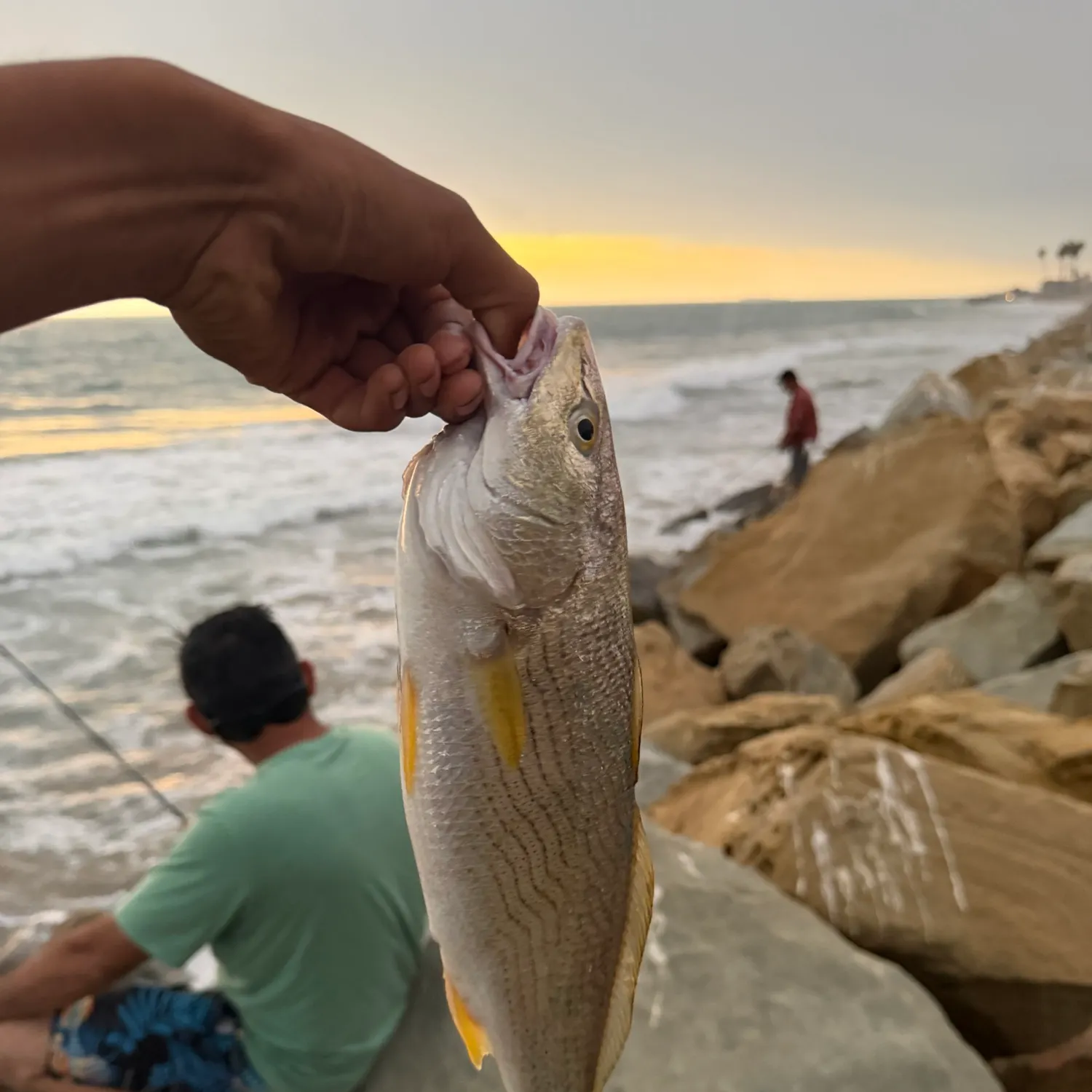 The most recent Yellowfin croaker catches on Fishbrain