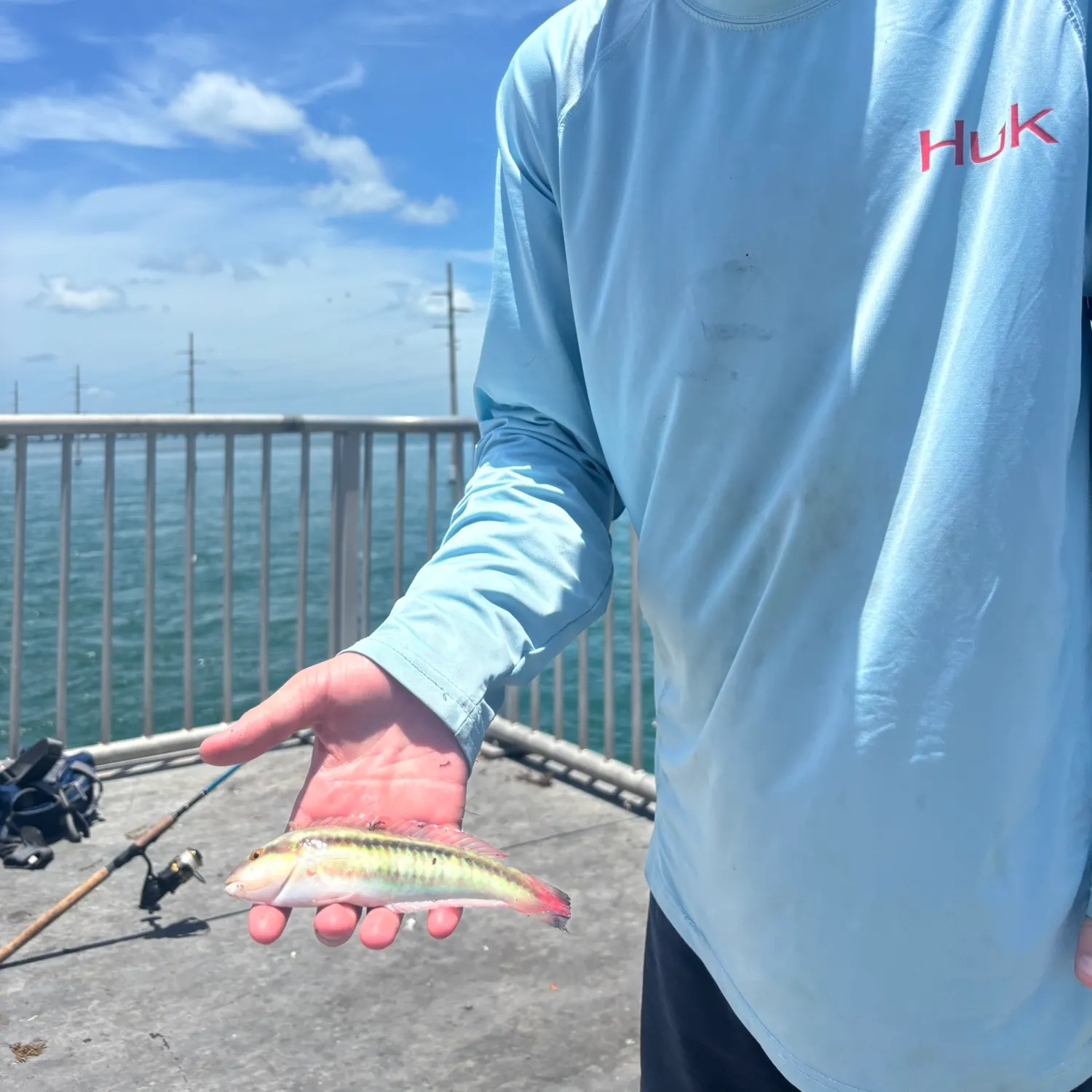 The most recent Slippery dick wrasse catches on Fishbrain