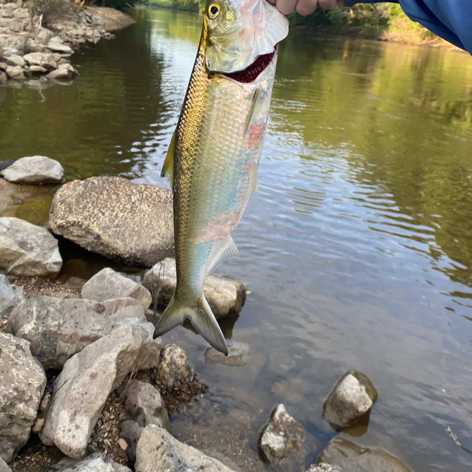 The most recent Skipjack herring catches on Fishbrain