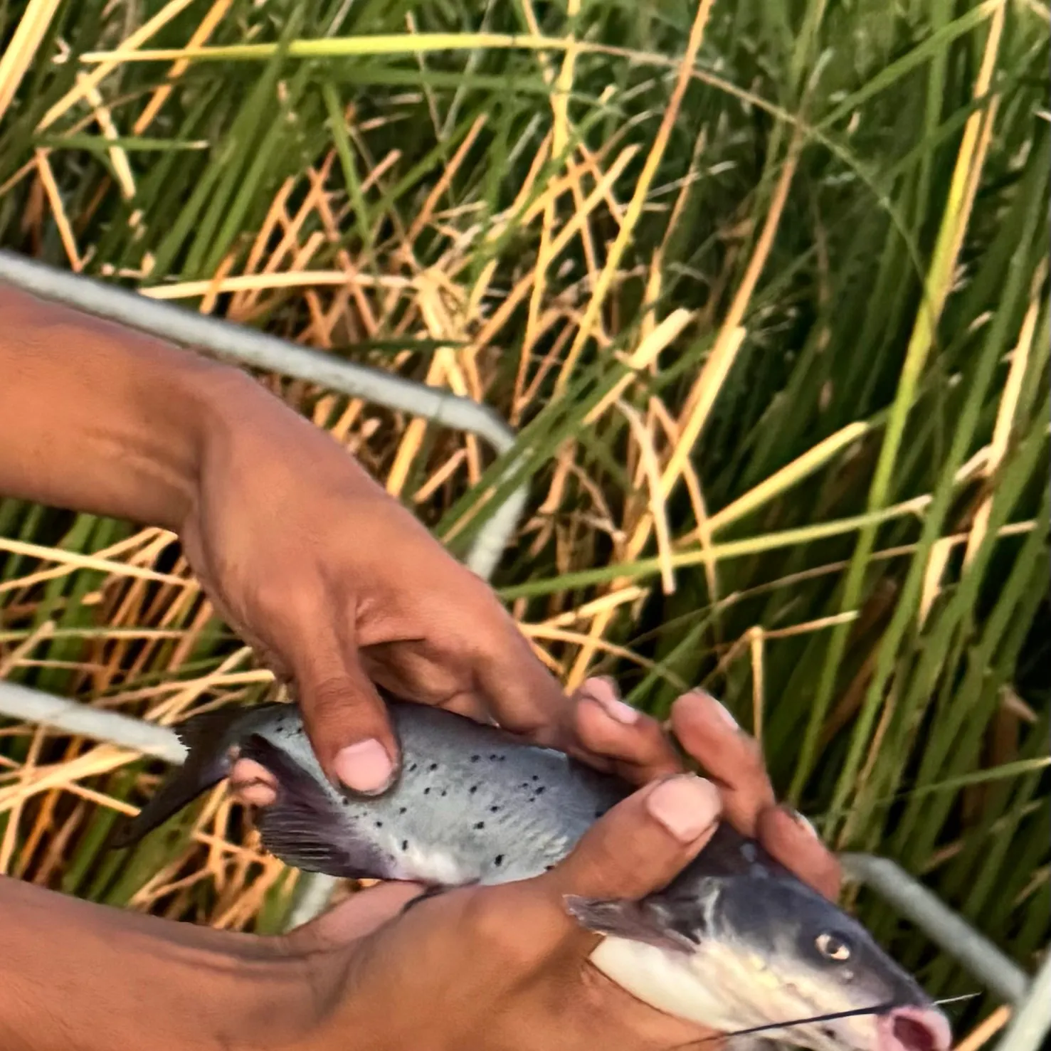 Channel catfish caught on Fishbrain