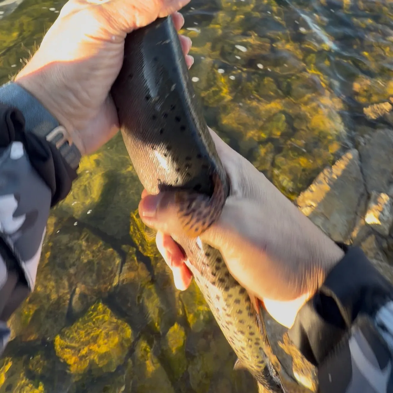 The most recent Cutthroat trout catches on Fishbrain