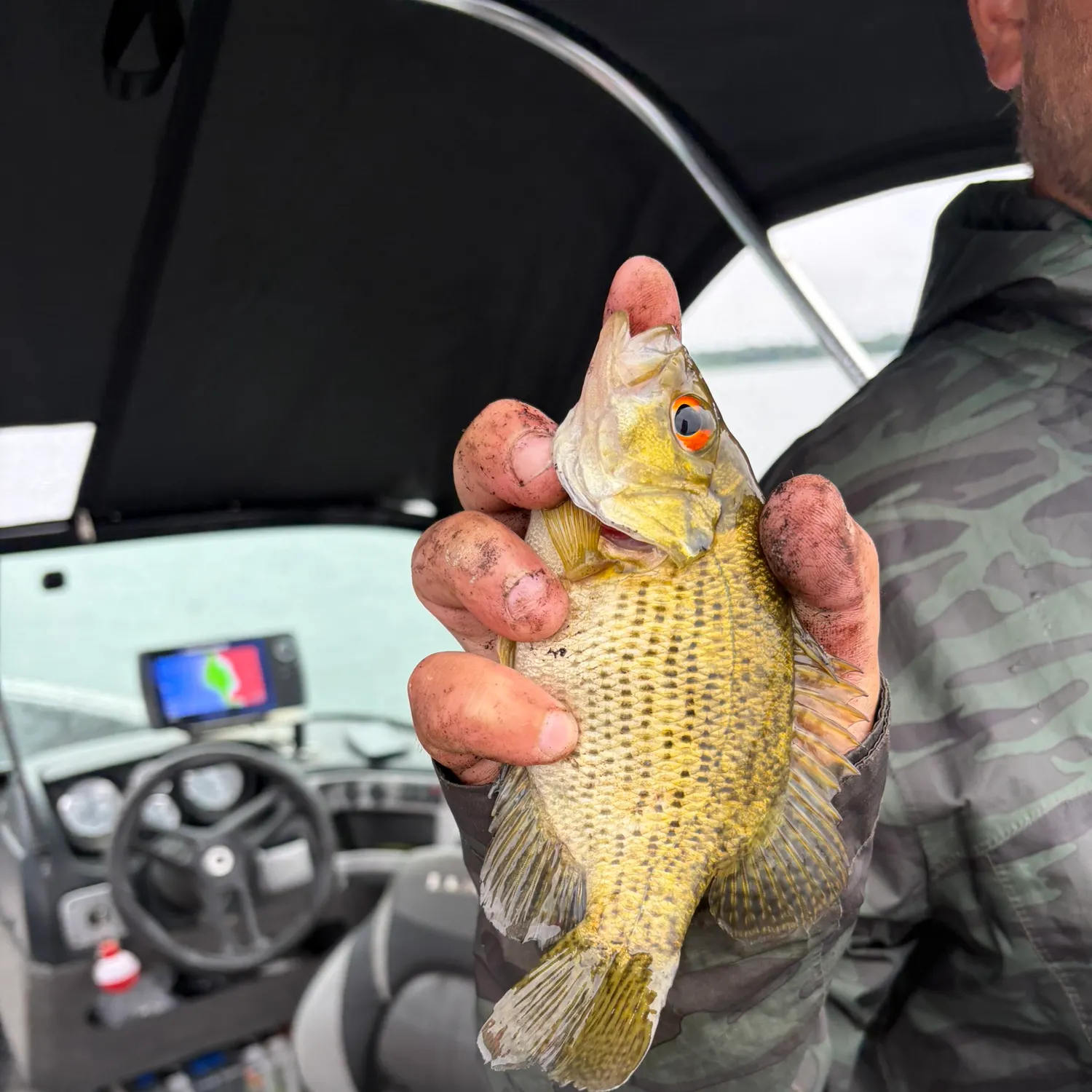 The most recent Rock bass catches on Fishbrain