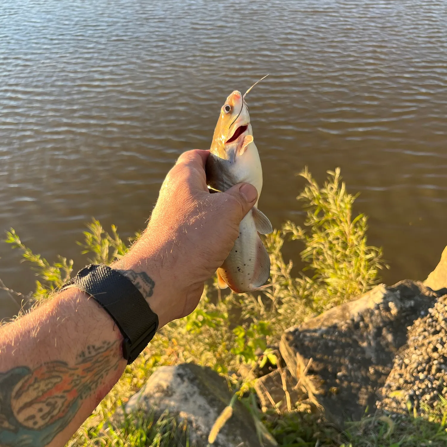 Channel catfish caught on Fishbrain