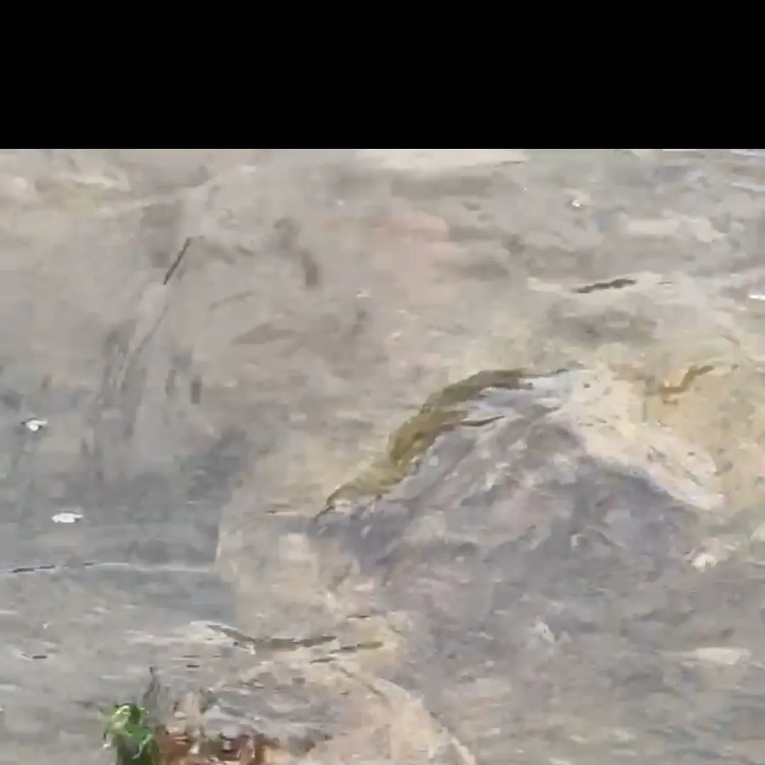 Common snapping turtle caught on Fishbrain
