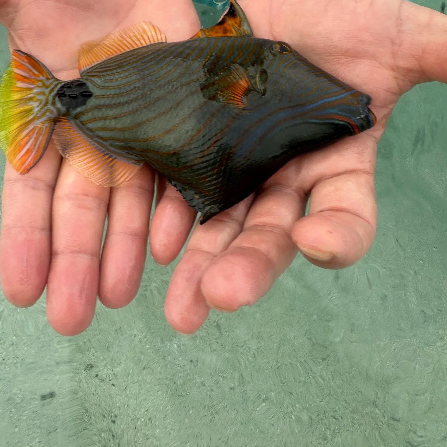 The most popular recent Orange-lined triggerfish catch on Fishbrain