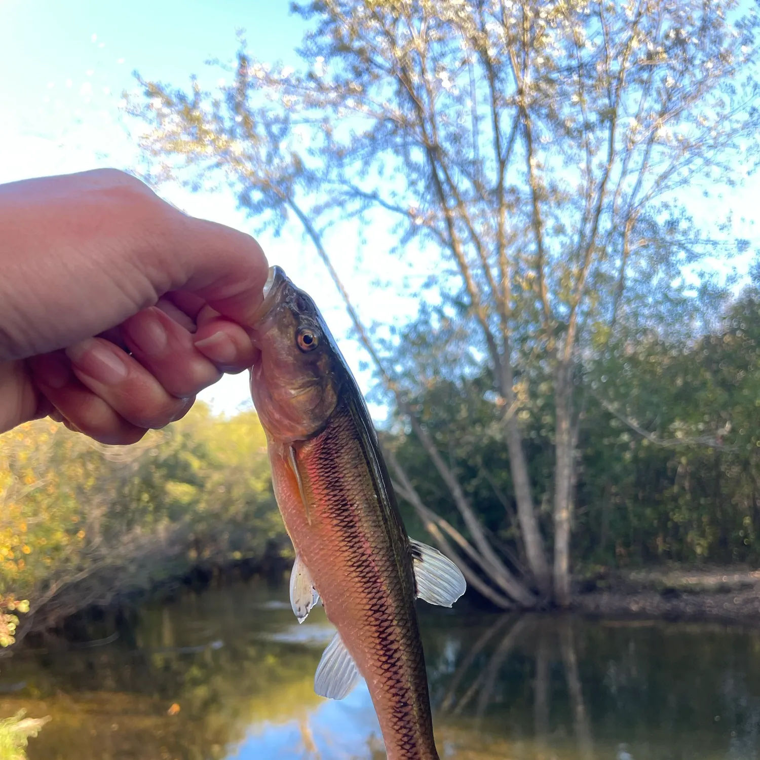 Creek chub caught on Fishbrain