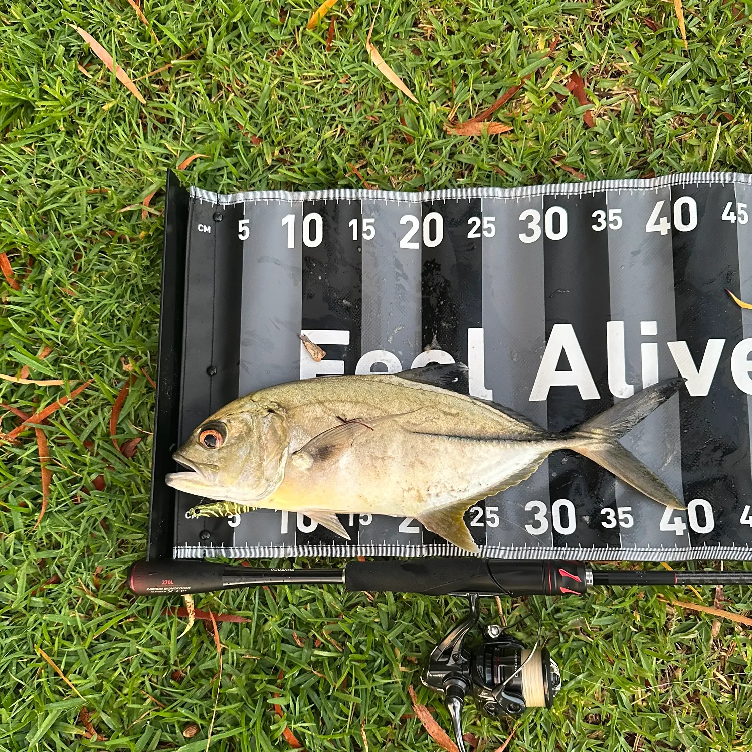 The most recent Bigeye trevally catches on Fishbrain