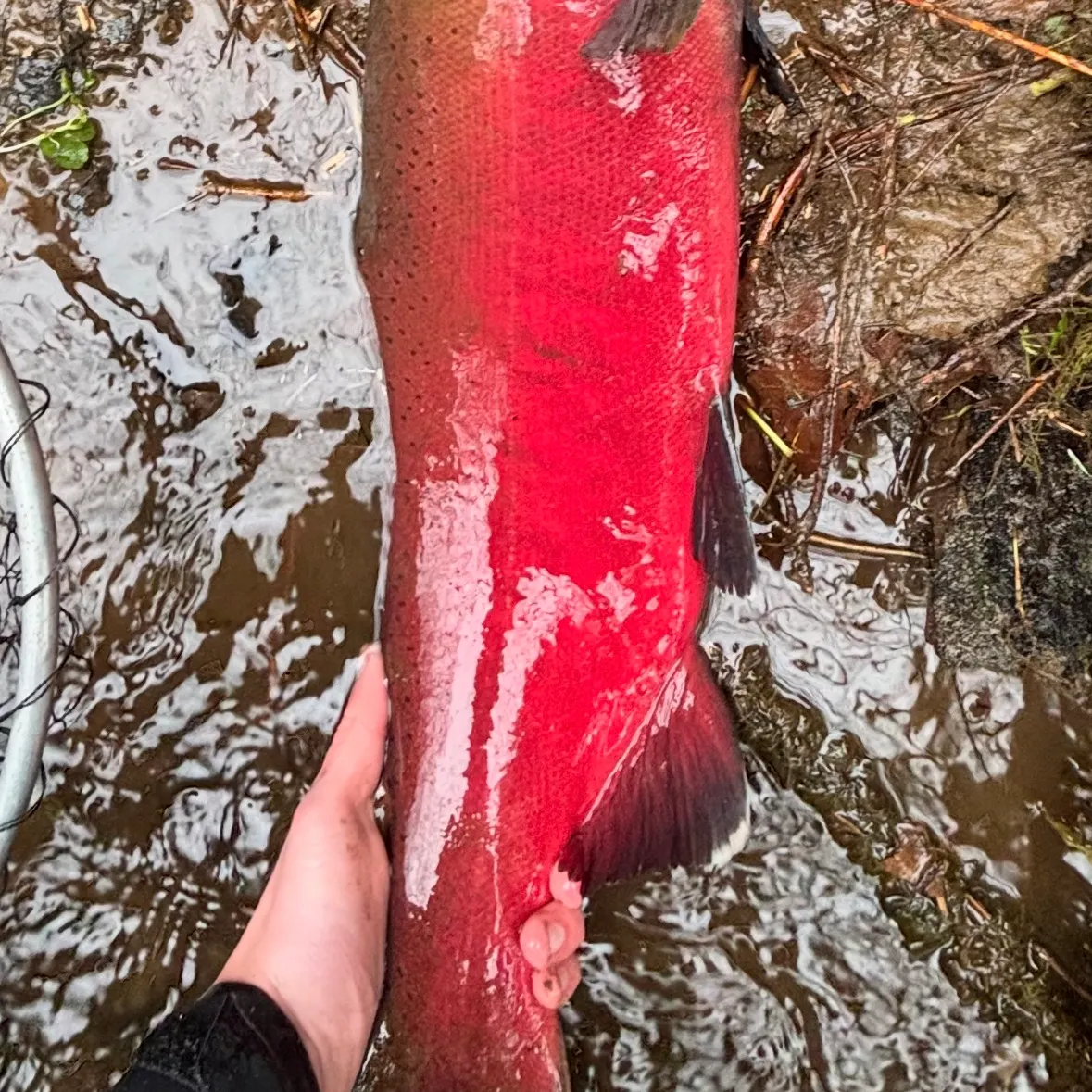 The most recent Coho salmon catches on Fishbrain