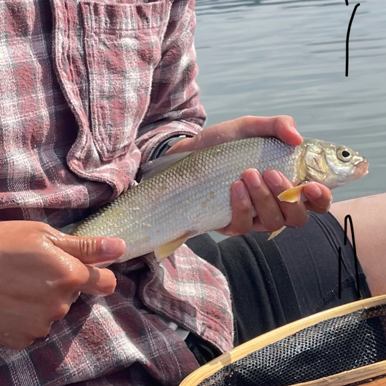 The most recent Mountain whitefish catches on Fishbrain