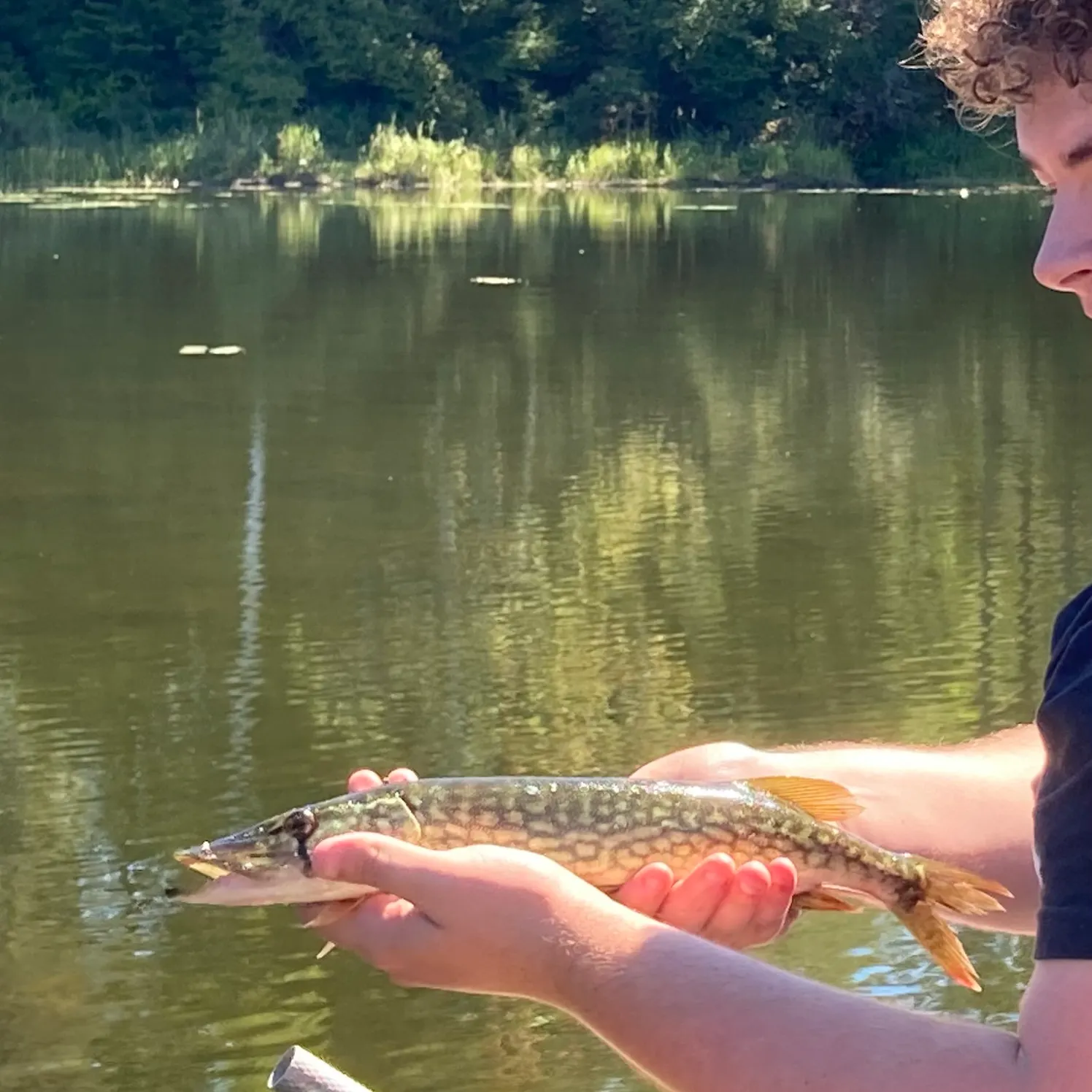 Chain pickerel caught on Fishbrain