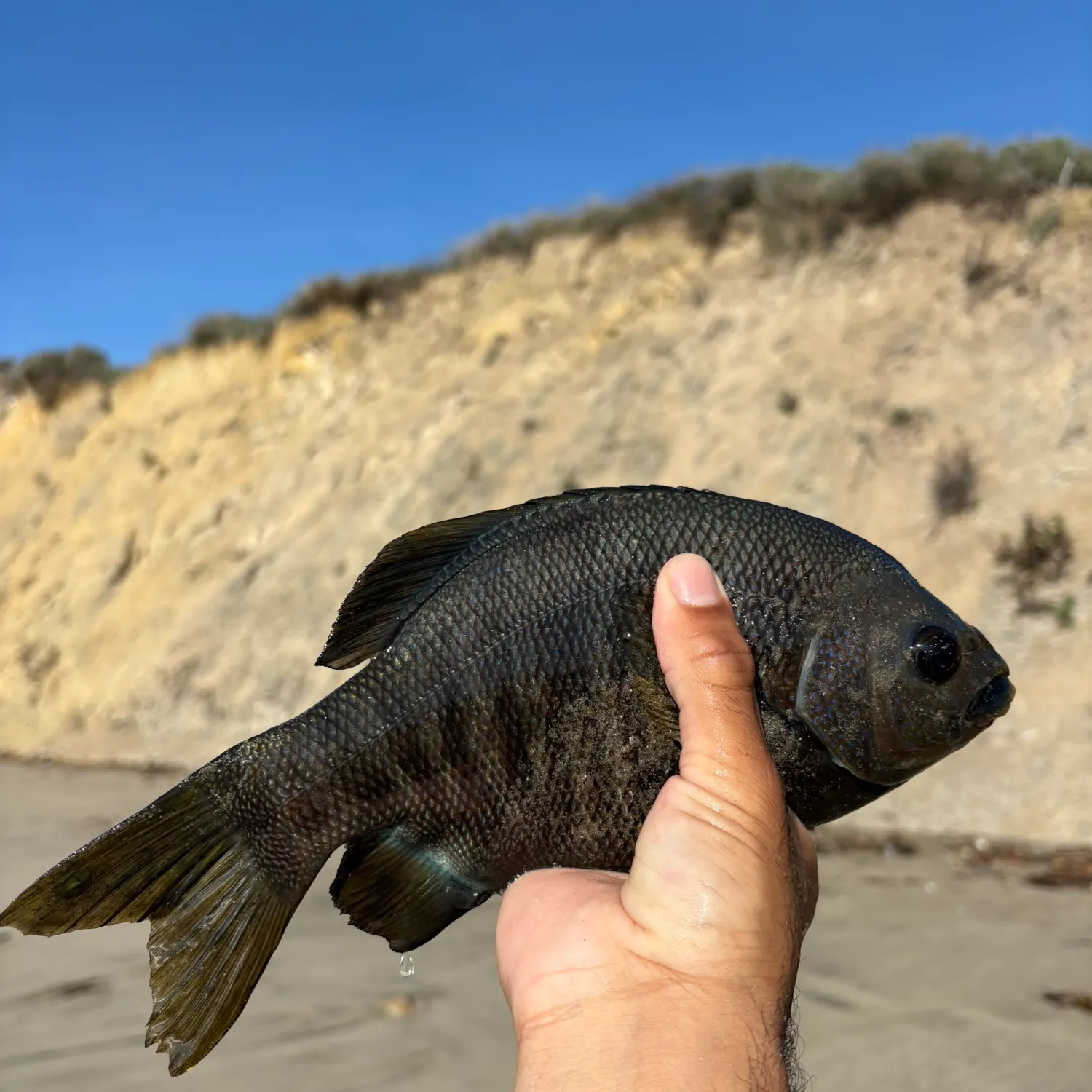 The most recent Black perch catches on Fishbrain