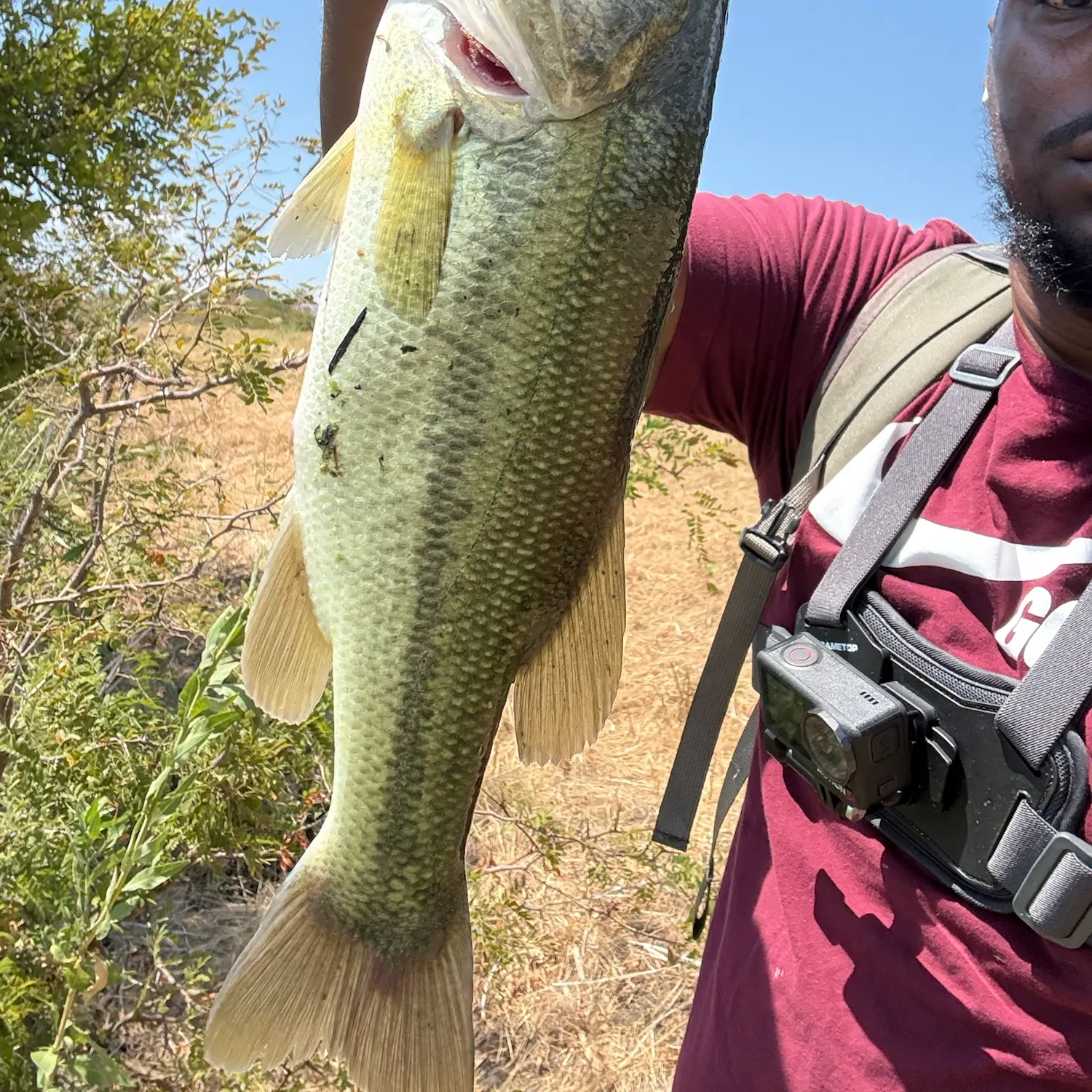 Largemouth bass caught on Fishbrain