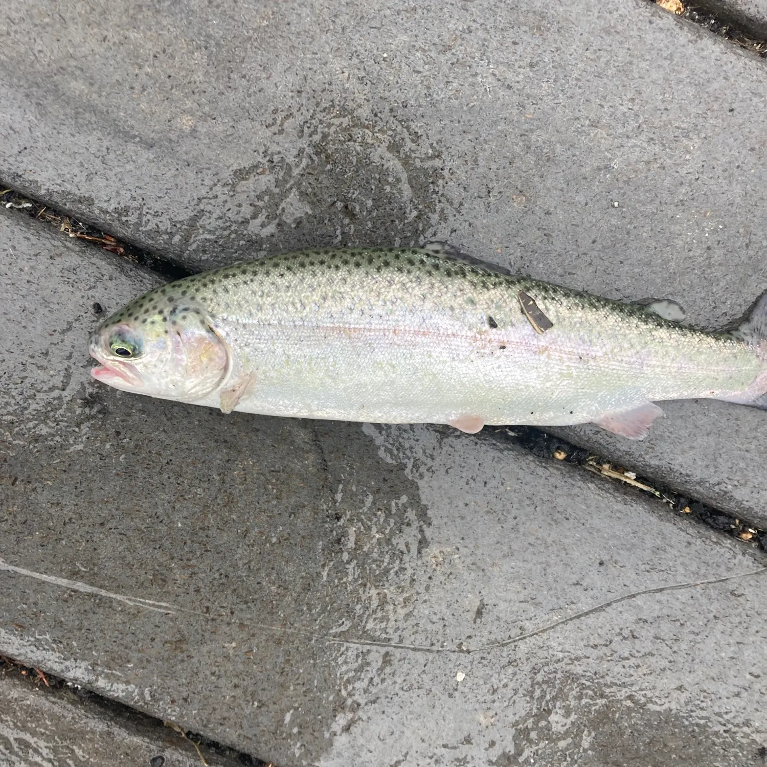Rainbow trout caught on Fishbrain