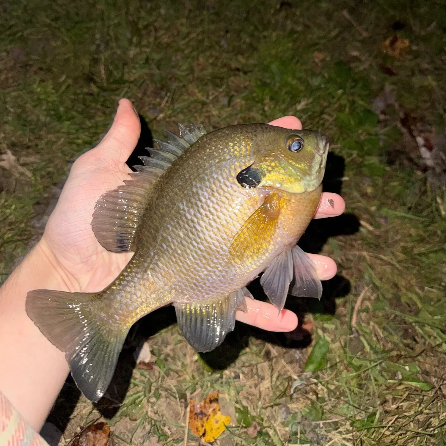 Bluegill caught on Fishbrain