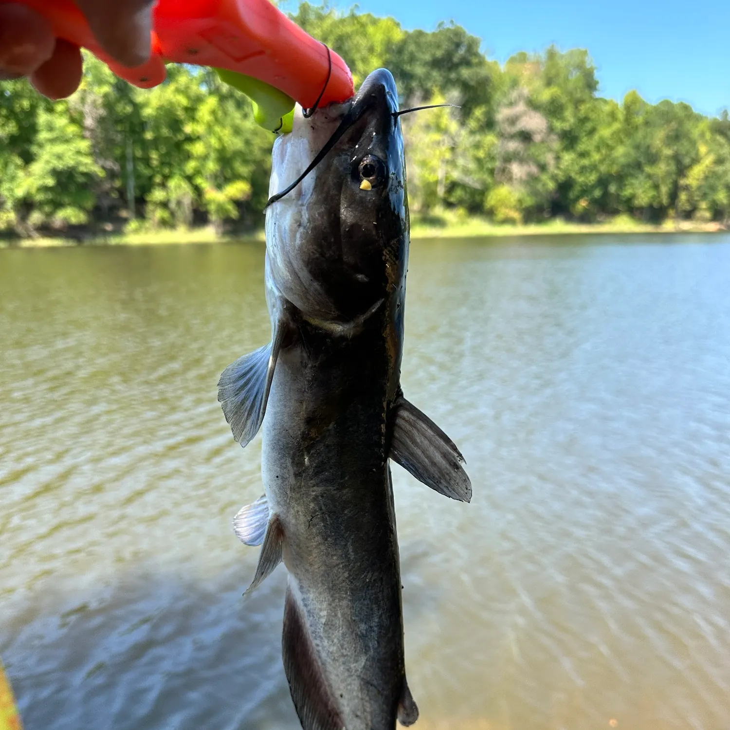Channel catfish caught on Fishbrain