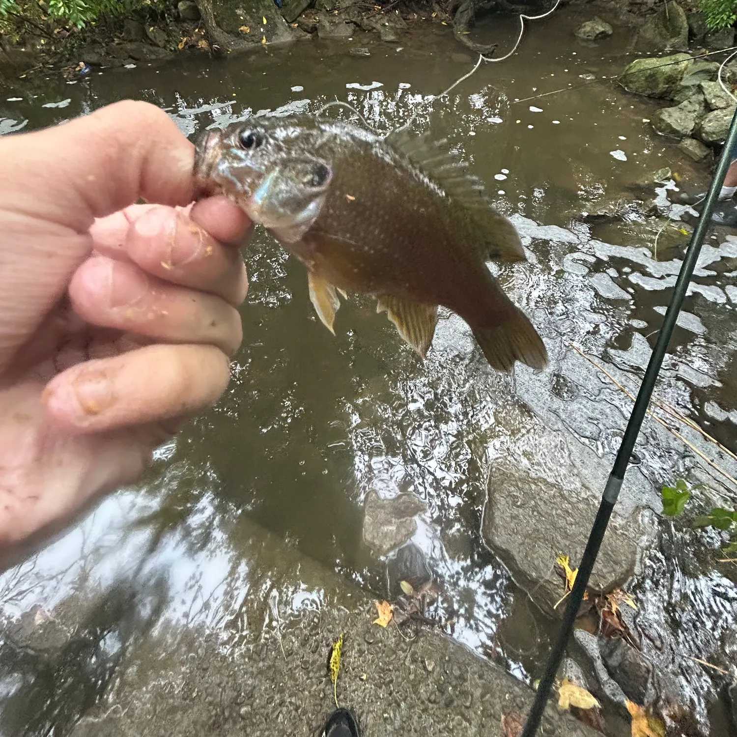 Green sunfish caught on Fishbrain