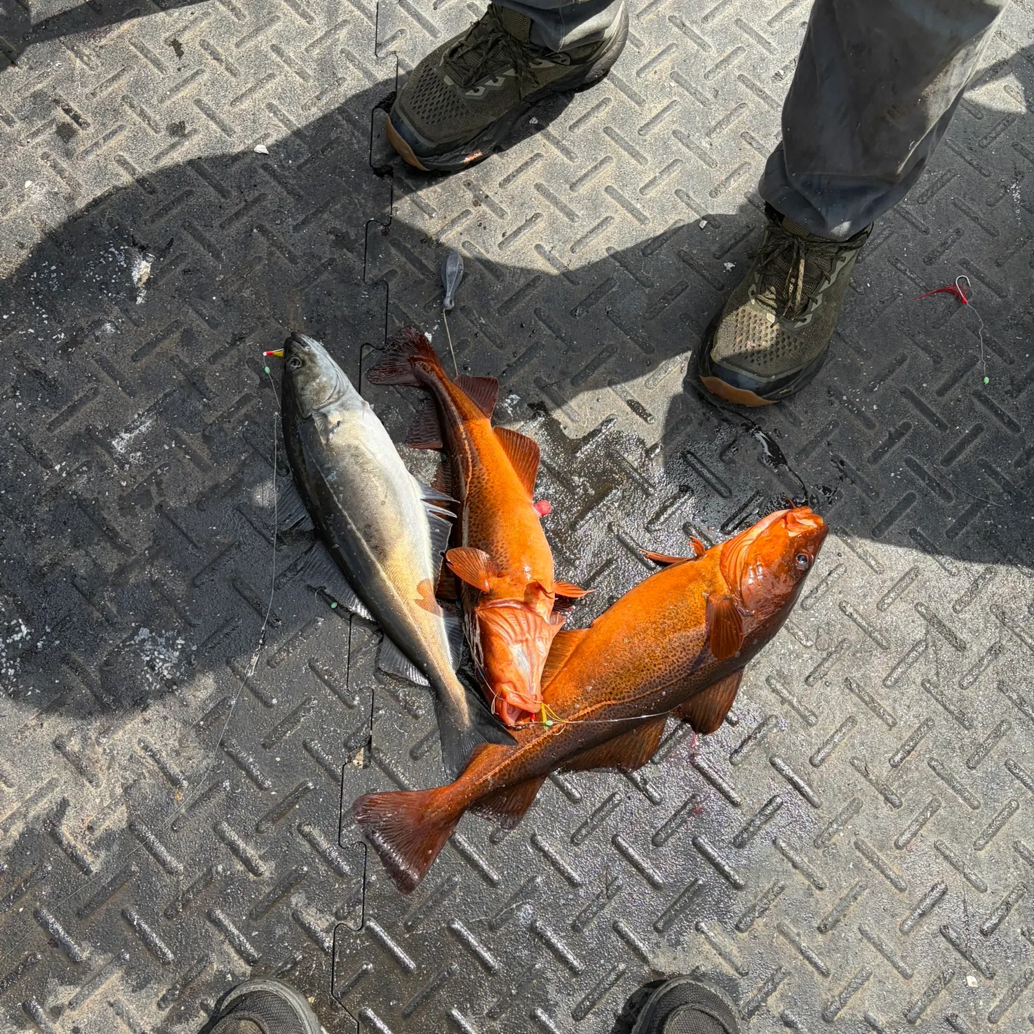 recently logged catches