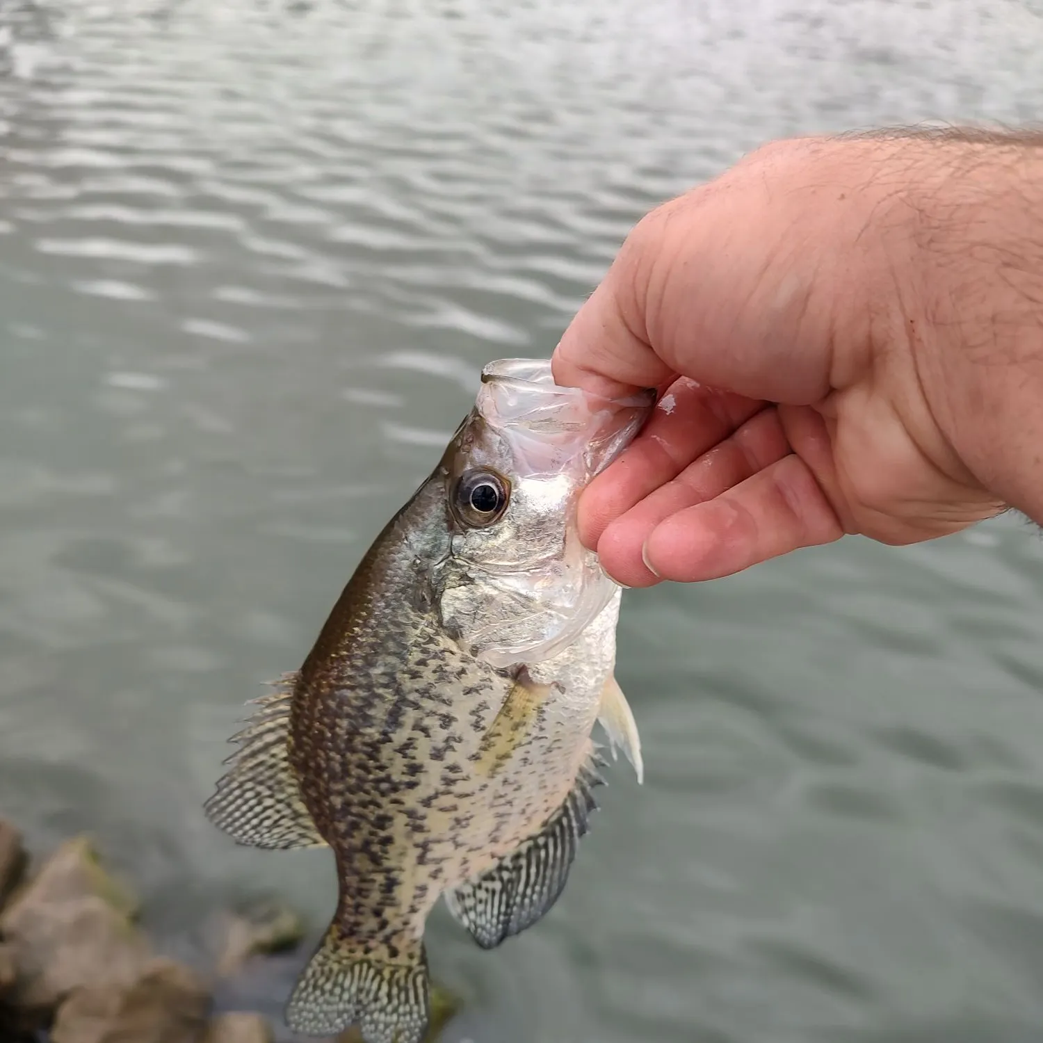 Black crappie caught on Fishbrain