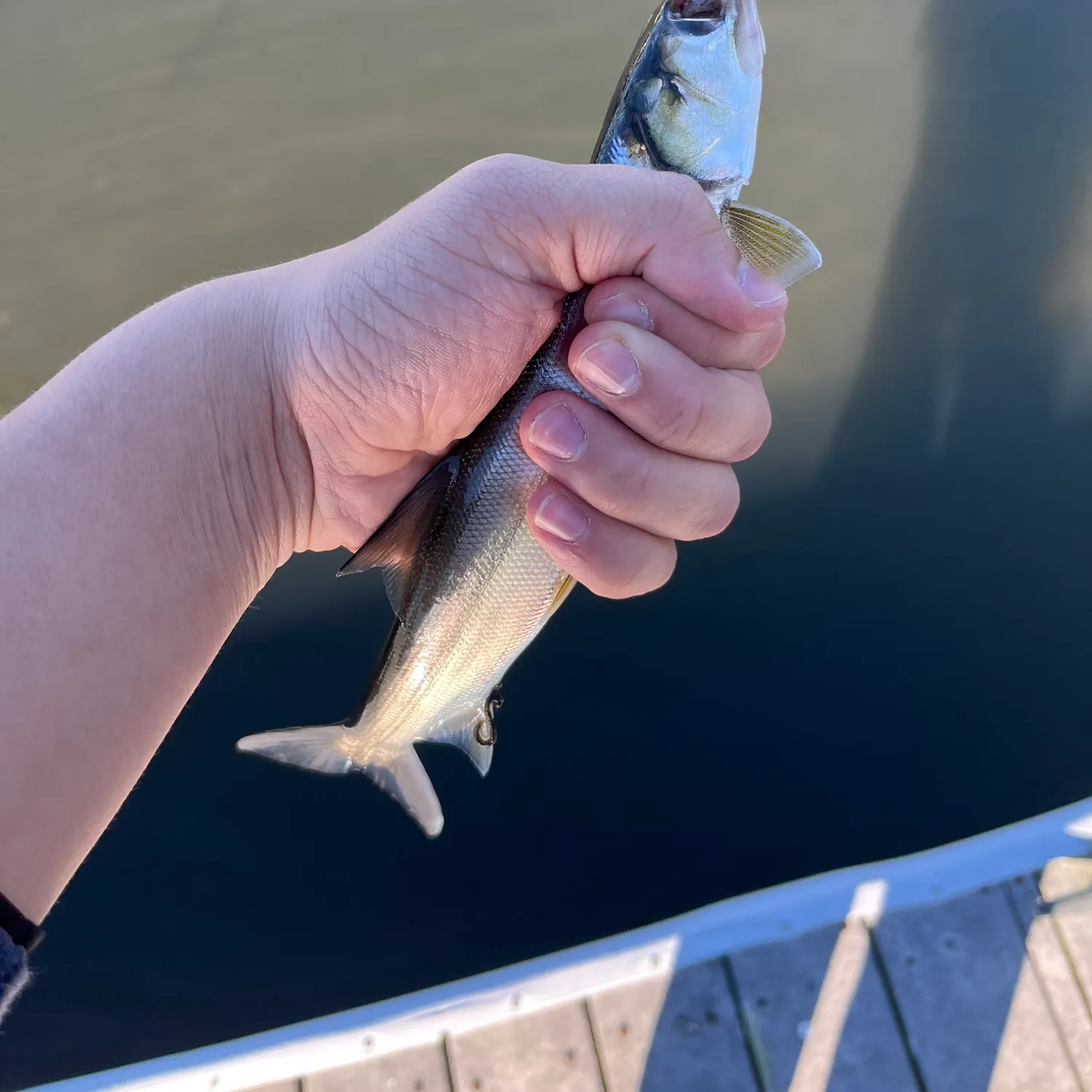 The most recent Ladyfish catches on Fishbrain