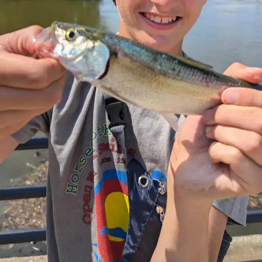 most liked catch image