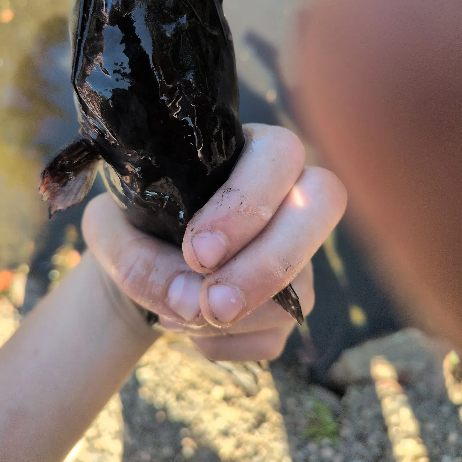 Black bullhead caught on Fishbrain