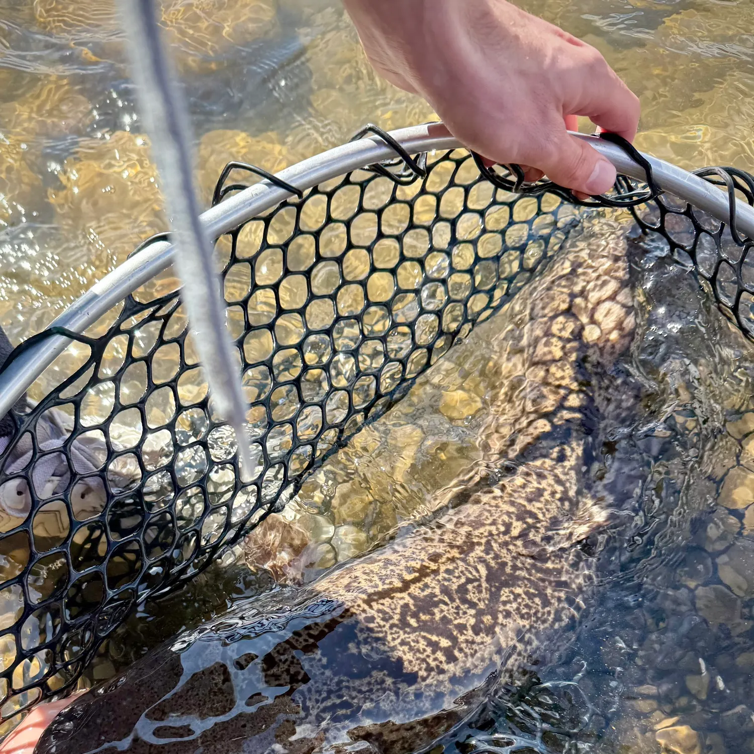 The most recent Burbot catches on Fishbrain