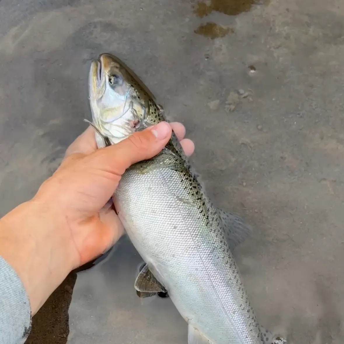 Coho salmon caught on Fishbrain