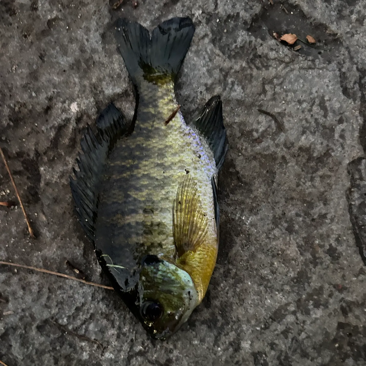 Bluegill caught on Fishbrain