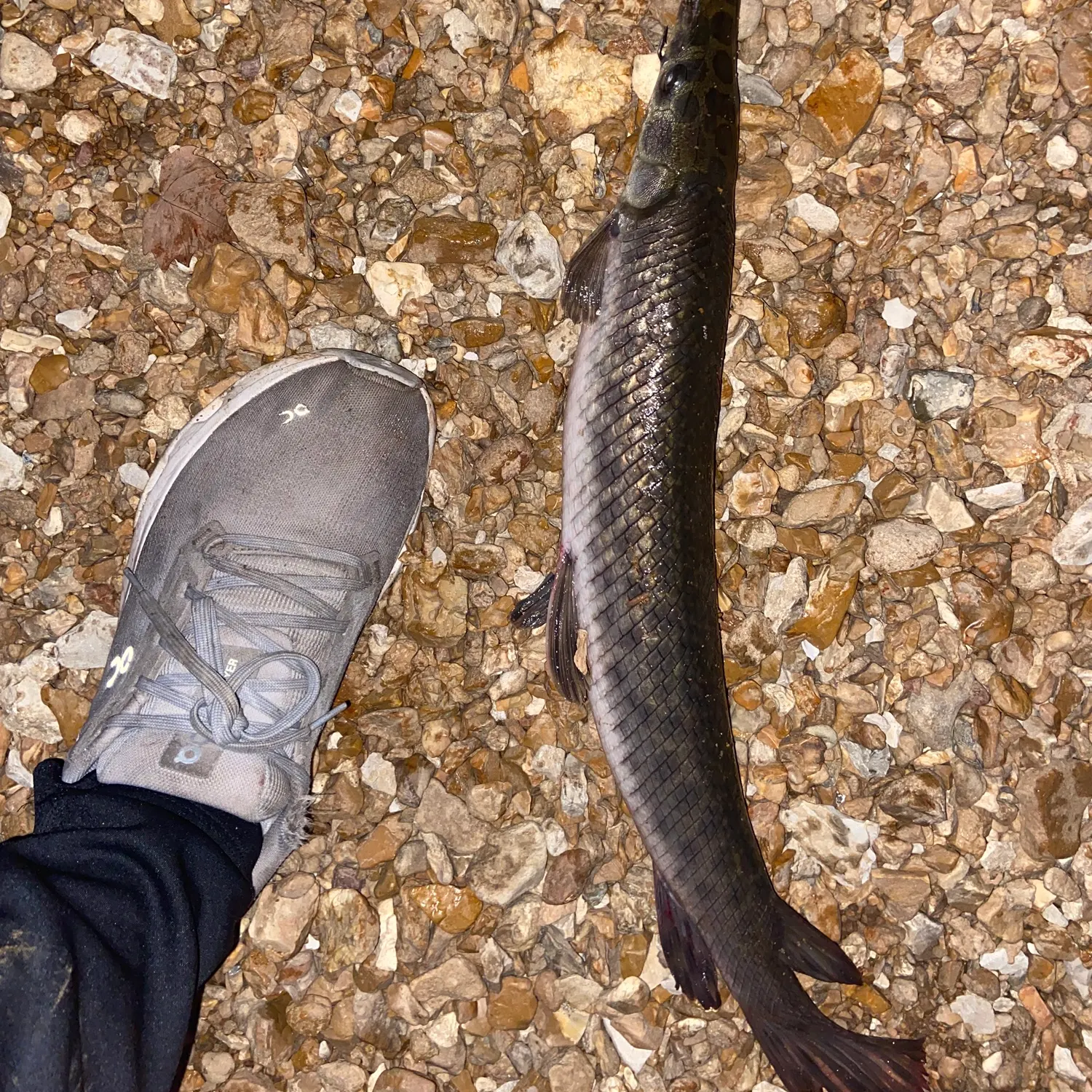 Spotted gar caught on Fishbrain