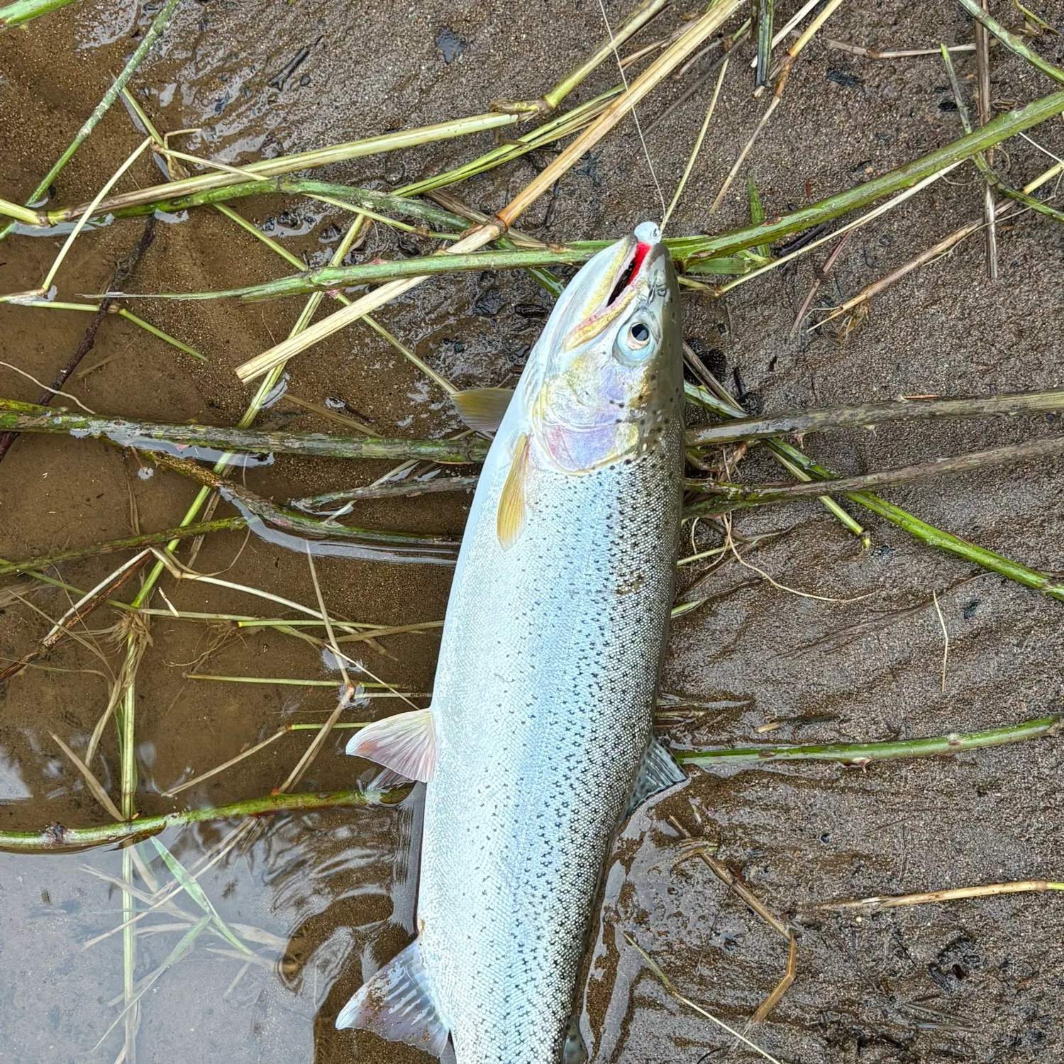The most recent Coastal cutthroat trout catches on Fishbrain