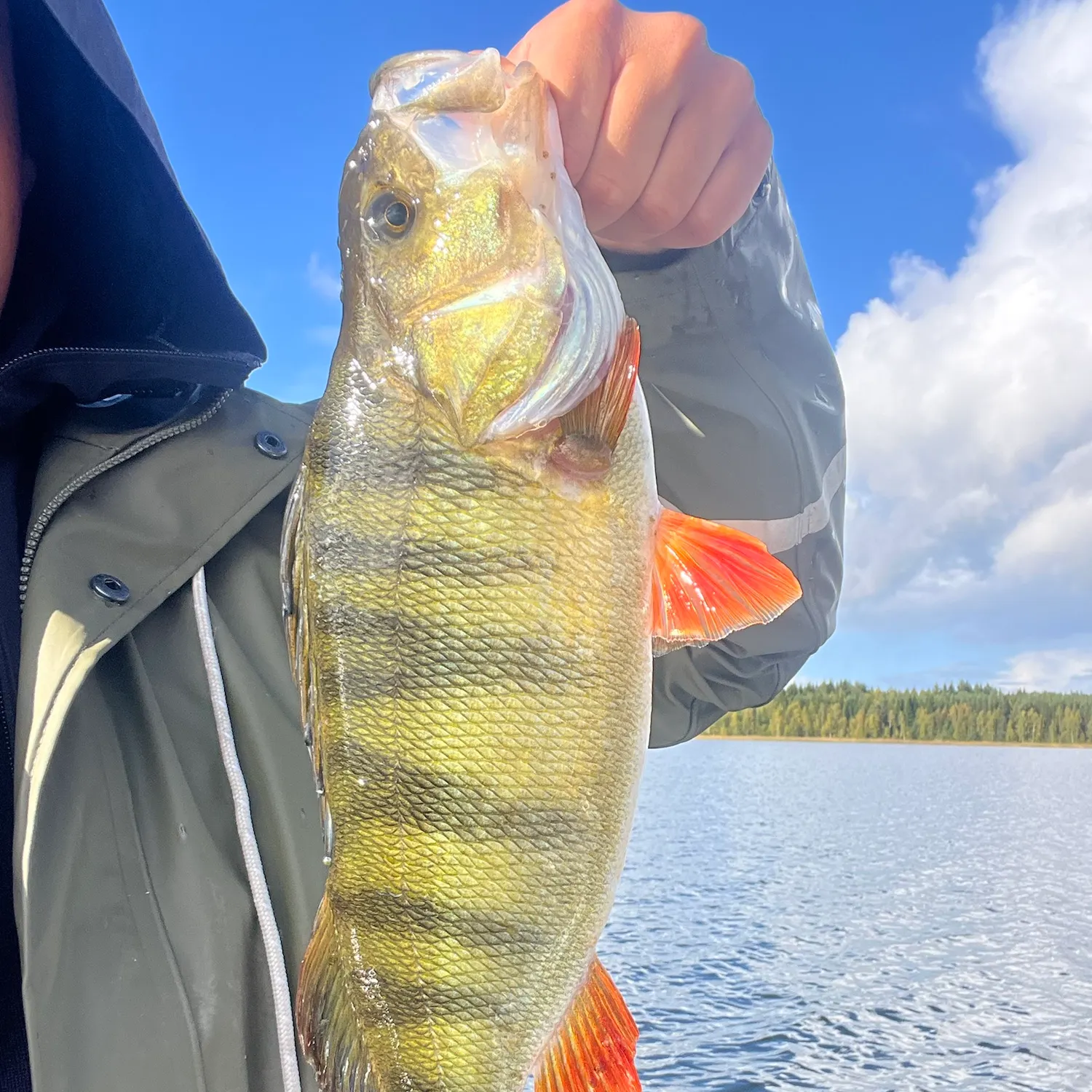European perch caught on Fishbrain