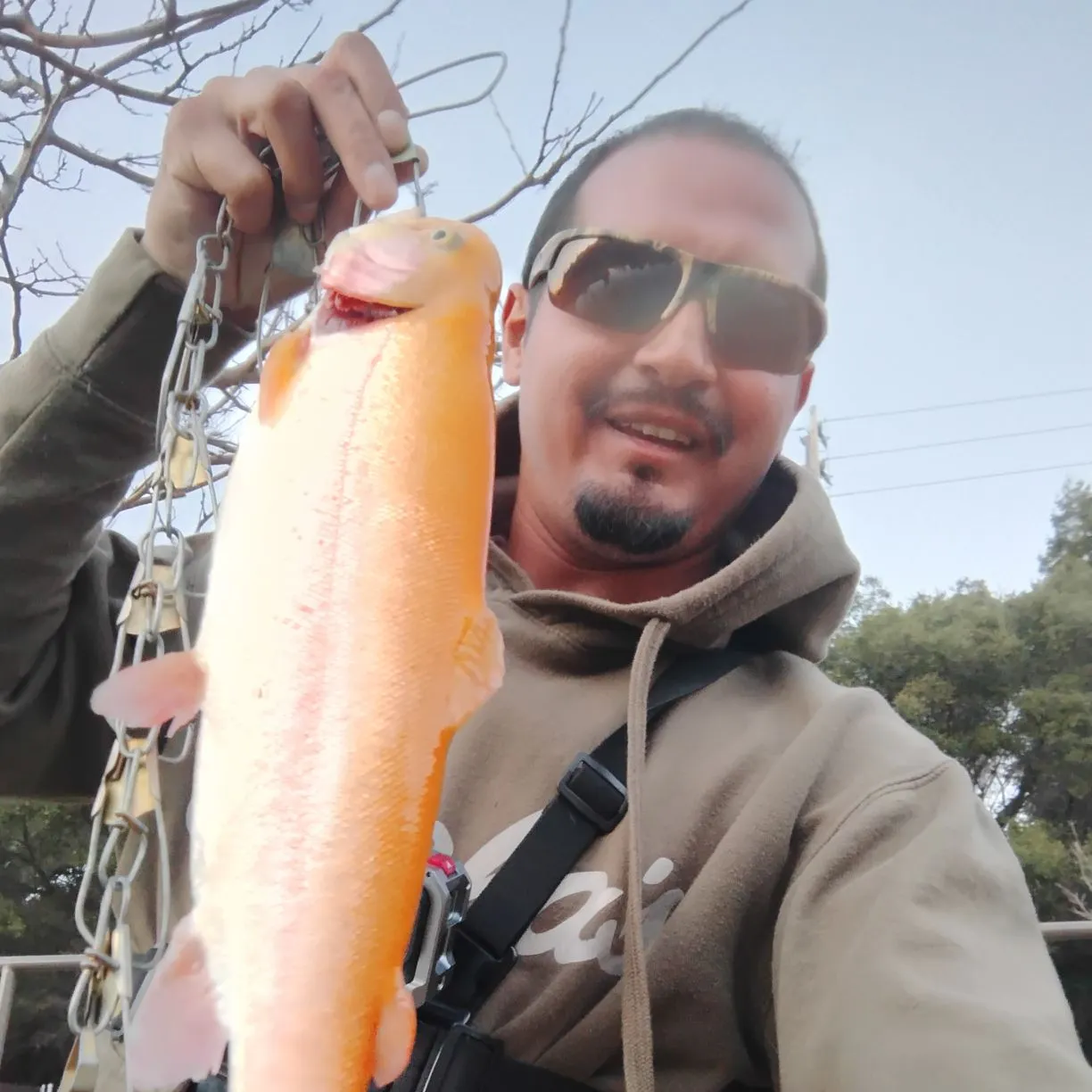 The most popular recent Golden rainbow trout catch on Fishbrain