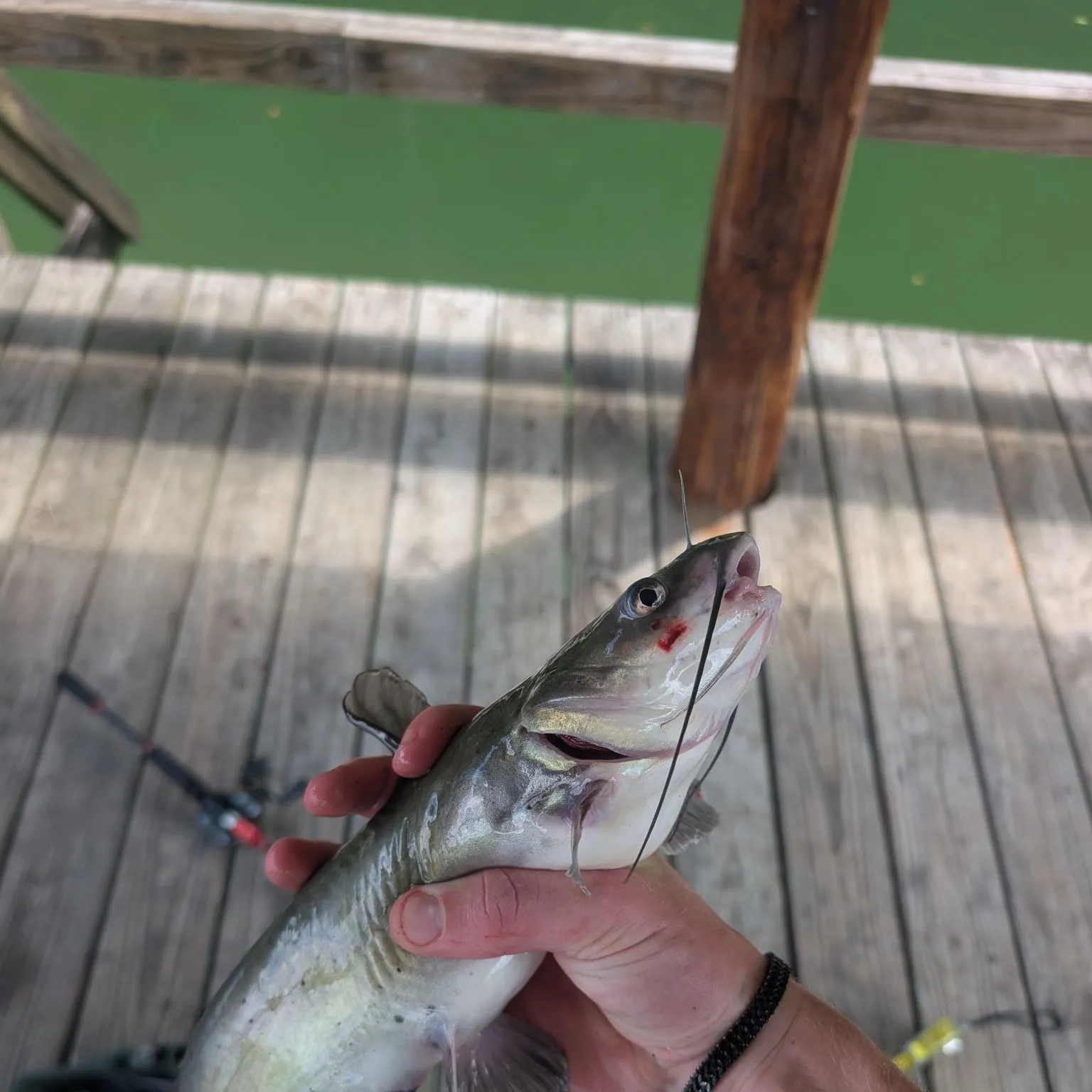 Channel catfish caught on Fishbrain
