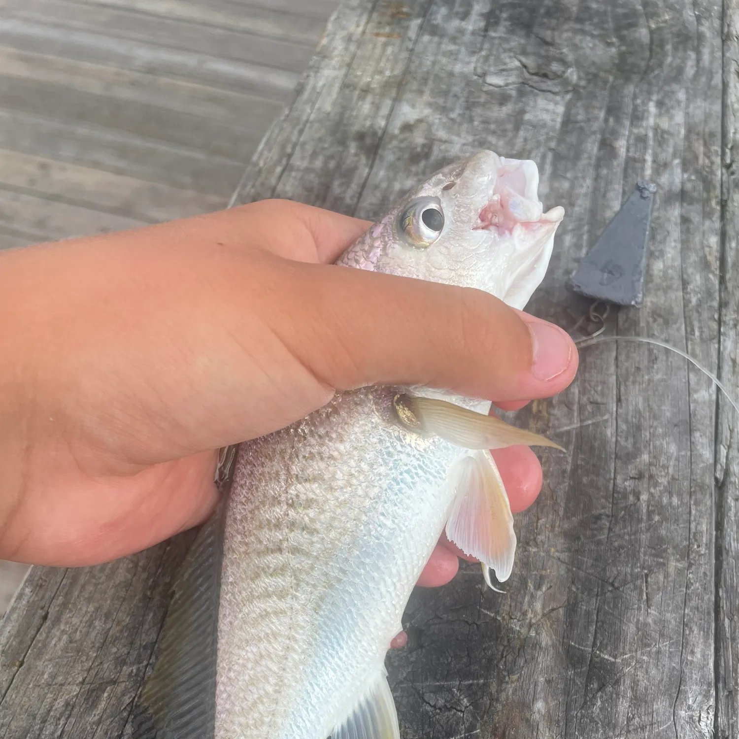 The most recent Atlantic croaker catches on Fishbrain