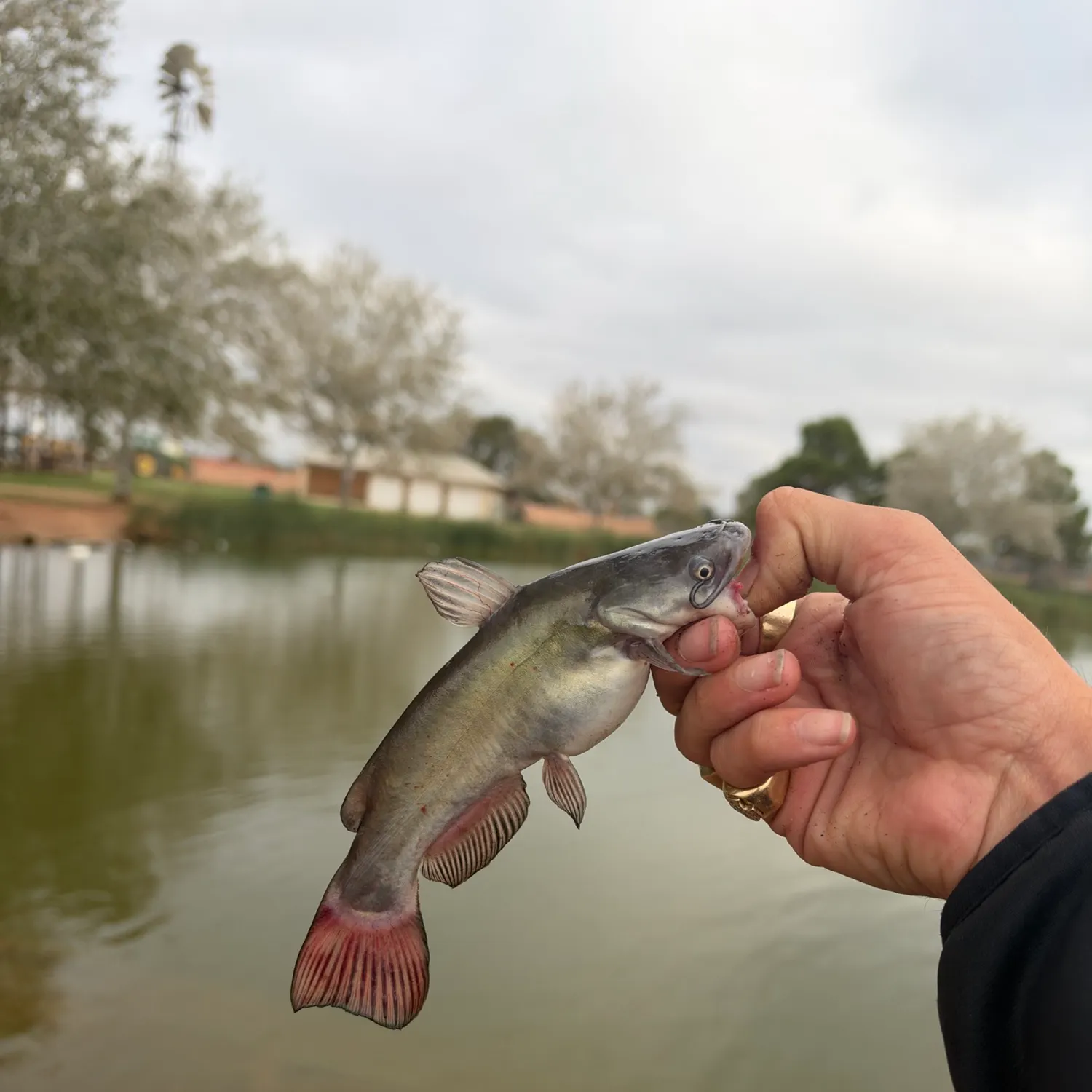 Black bullhead caught on Fishbrain