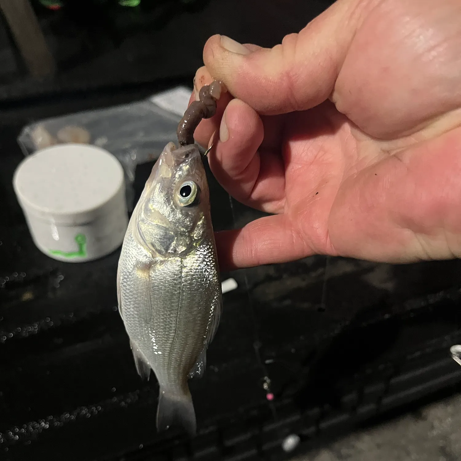 White perch caught on Fishbrain
