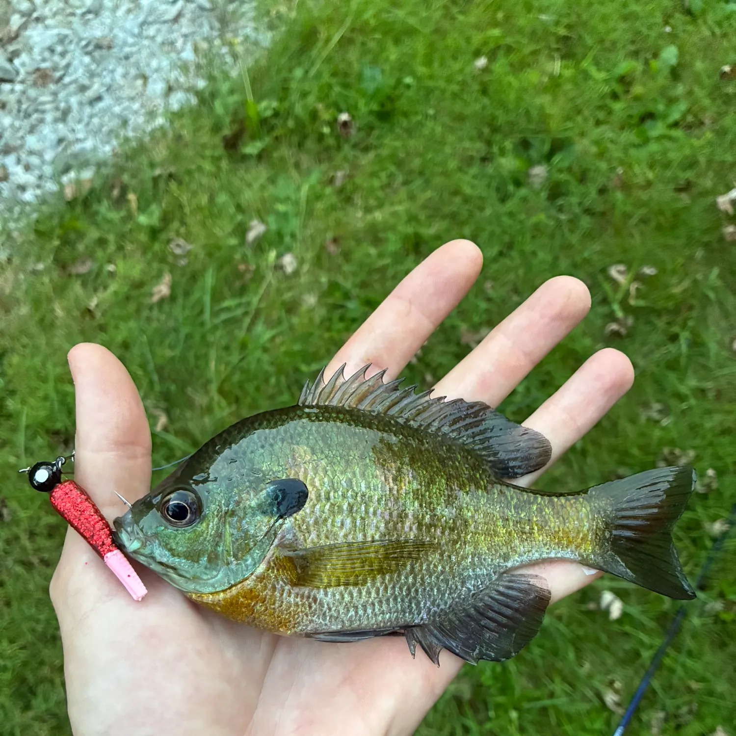 Bluegill caught on Fishbrain