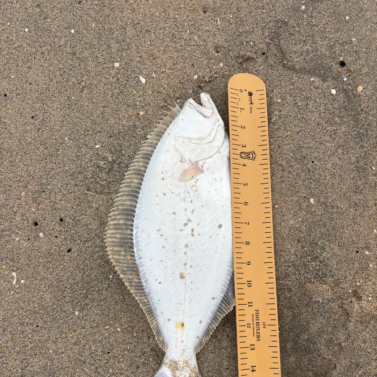 The most recent California halibut catches on Fishbrain