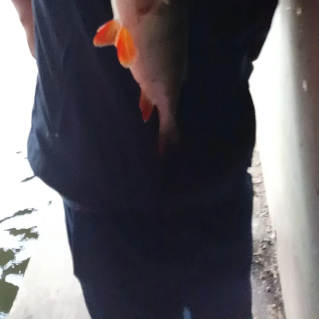 Fish caught on Fishbrain