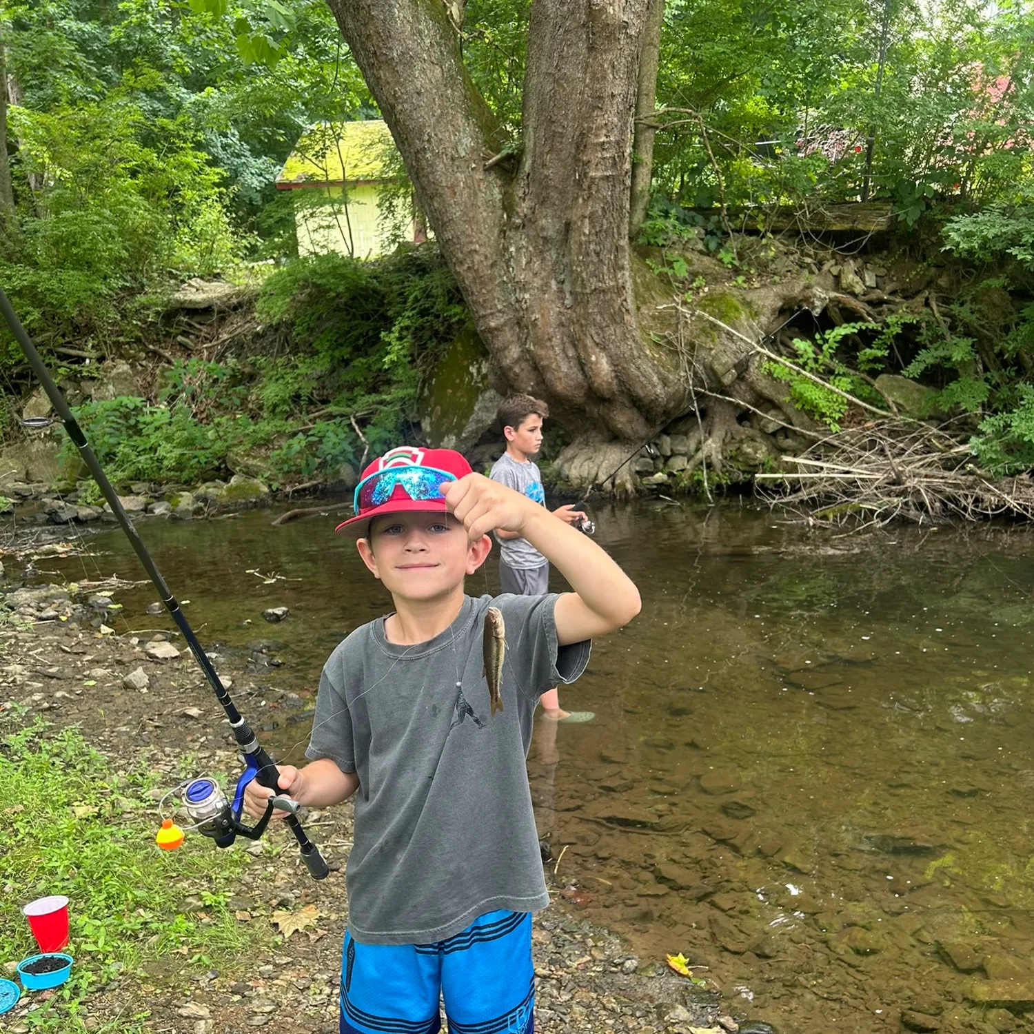 Creek chub caught on Fishbrain