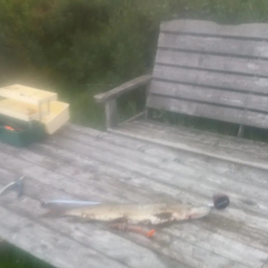 Northern pike caught on Fishbrain