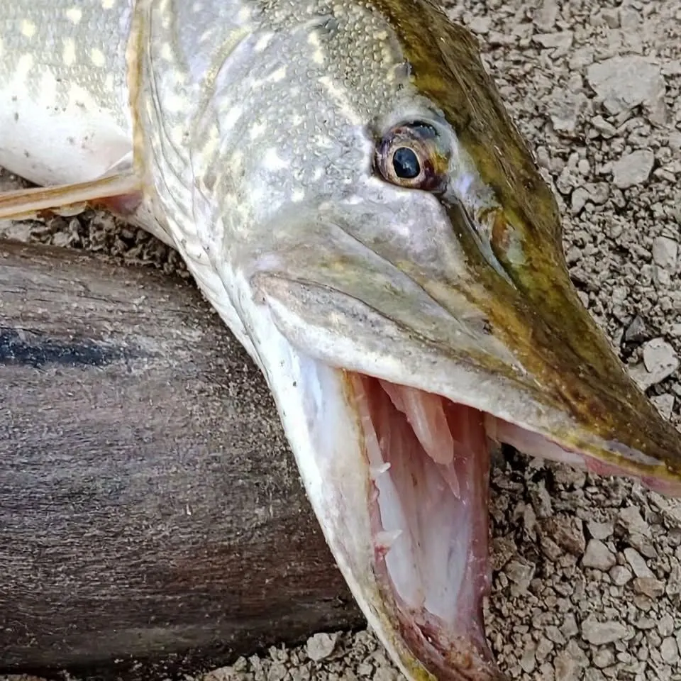 Fish caught on Fishbrain