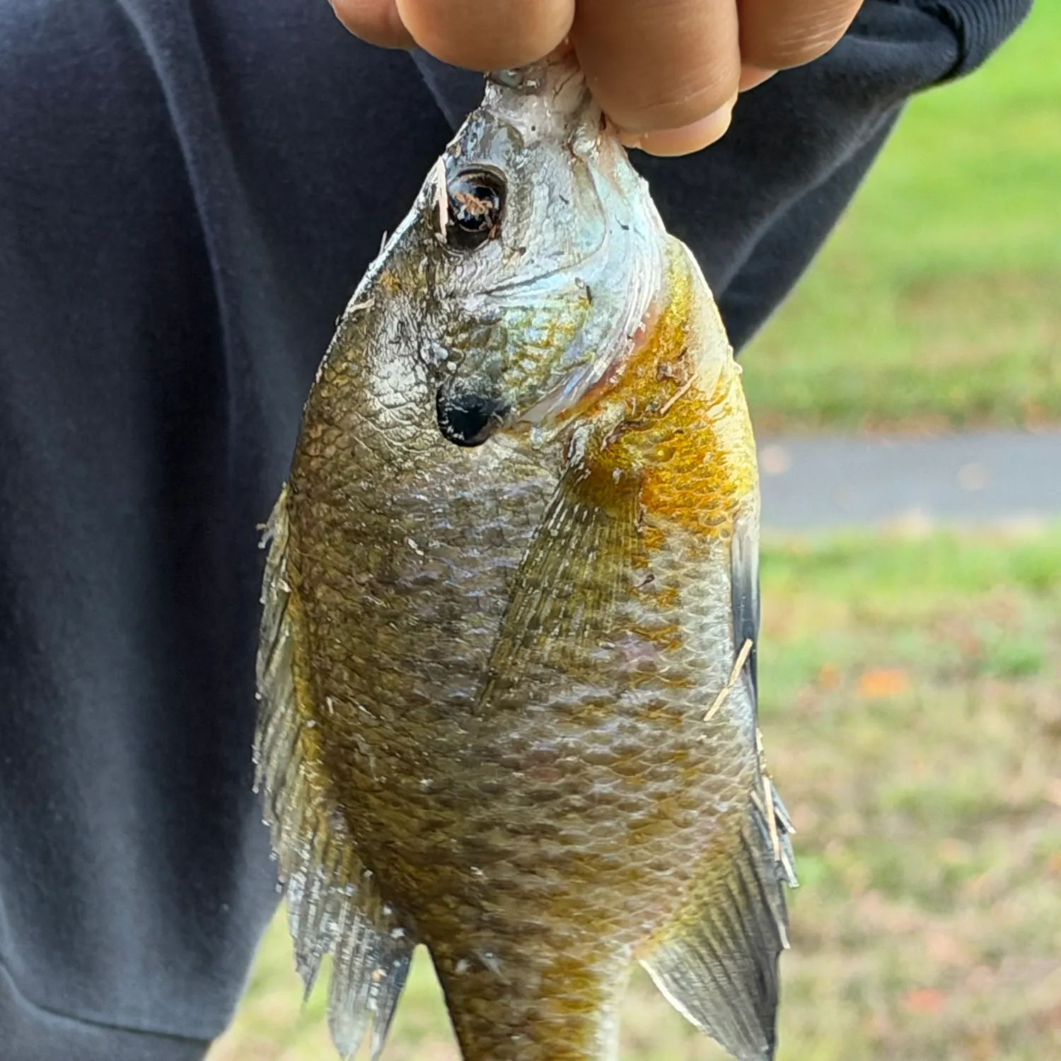 Bluegill caught on Fishbrain