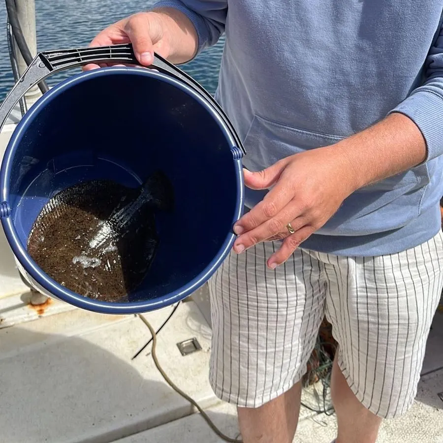 The most recent Brill catches on Fishbrain