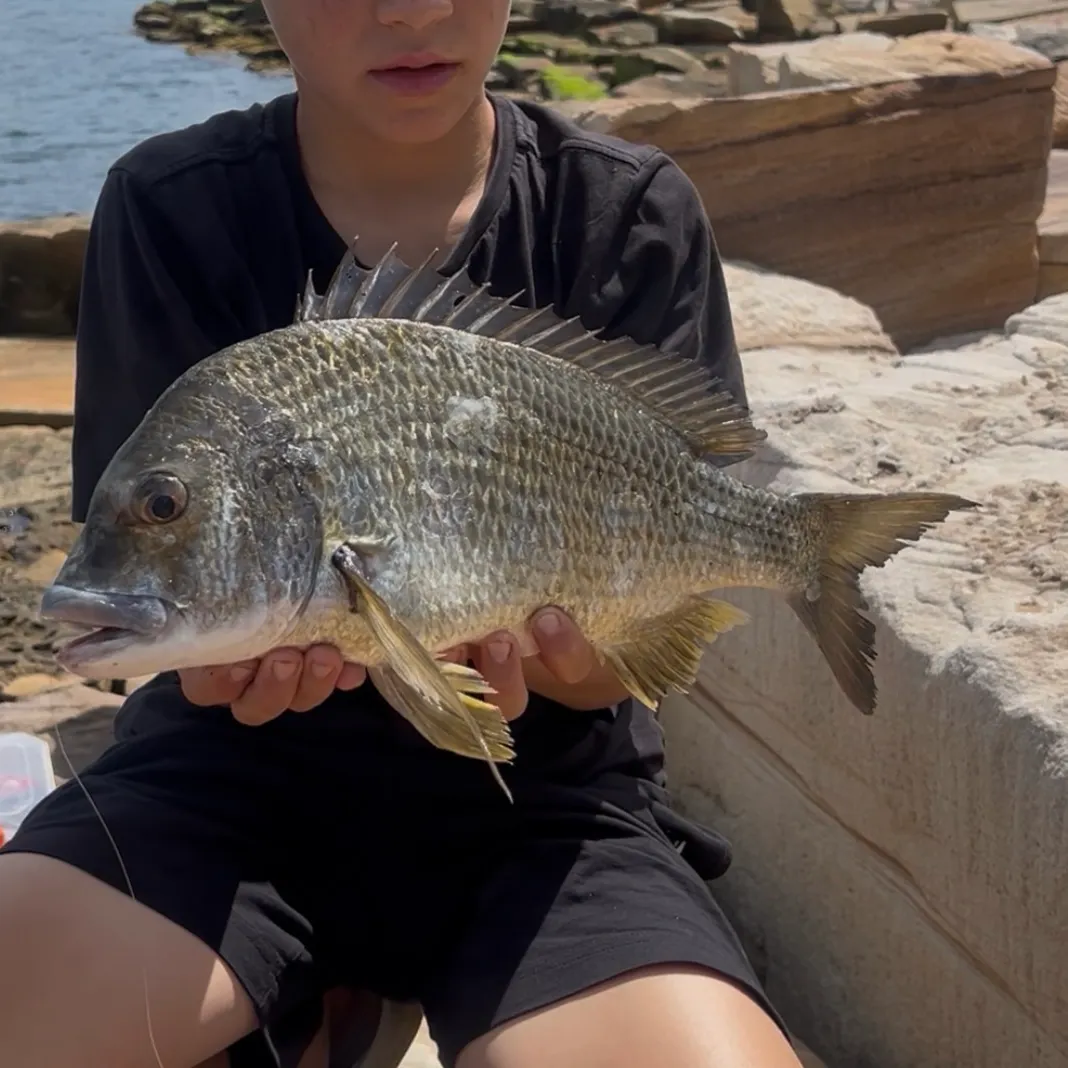Surf bream caught on Fishbrain