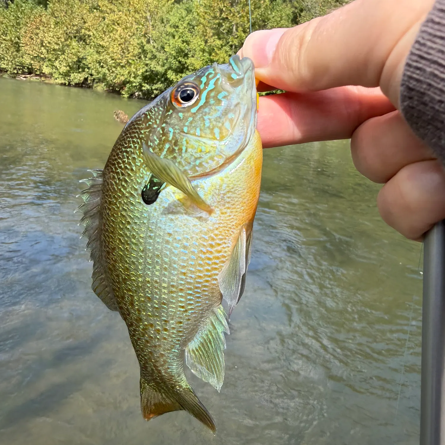 Redbreast sunfish caught on Fishbrain