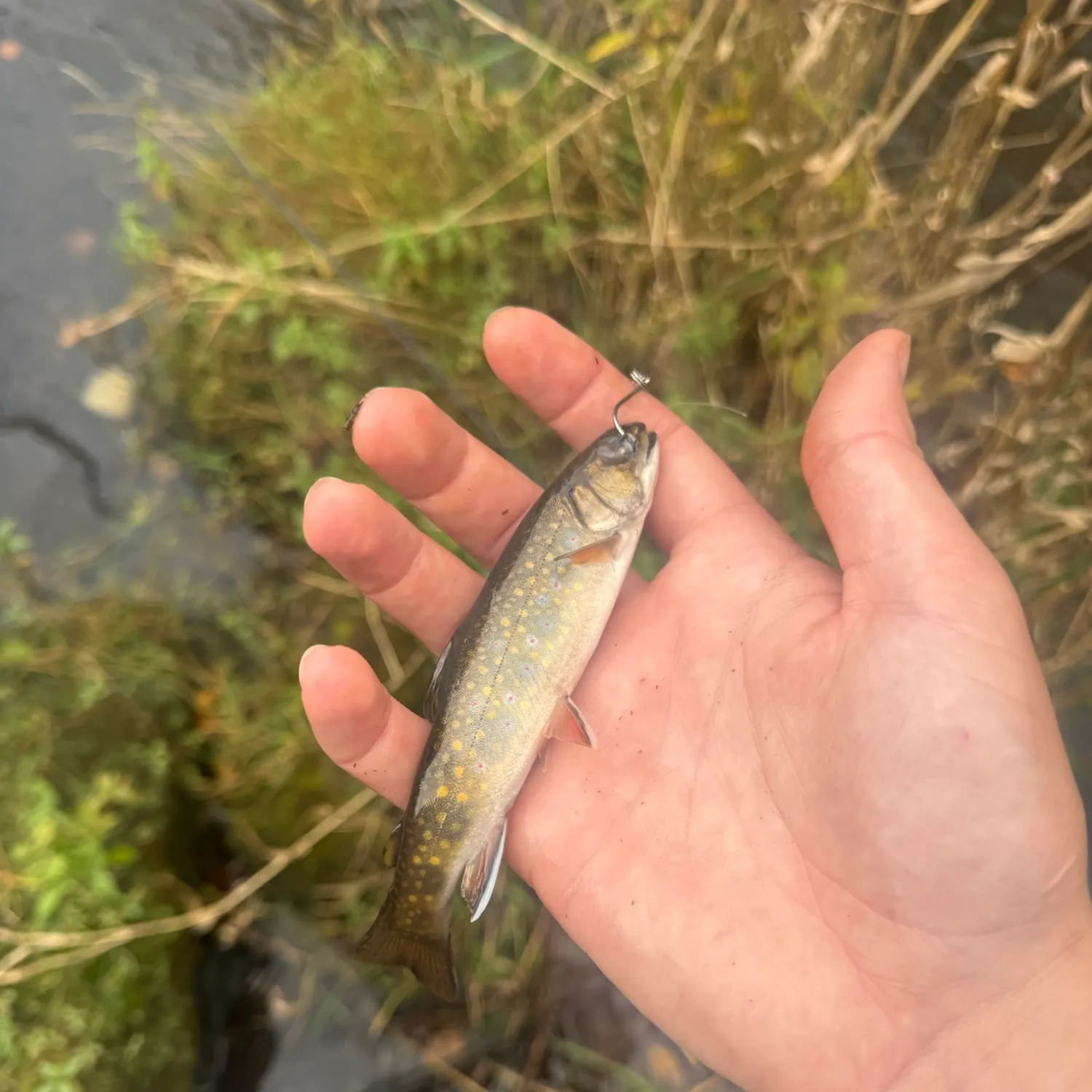 Brook trout caught on Fishbrain