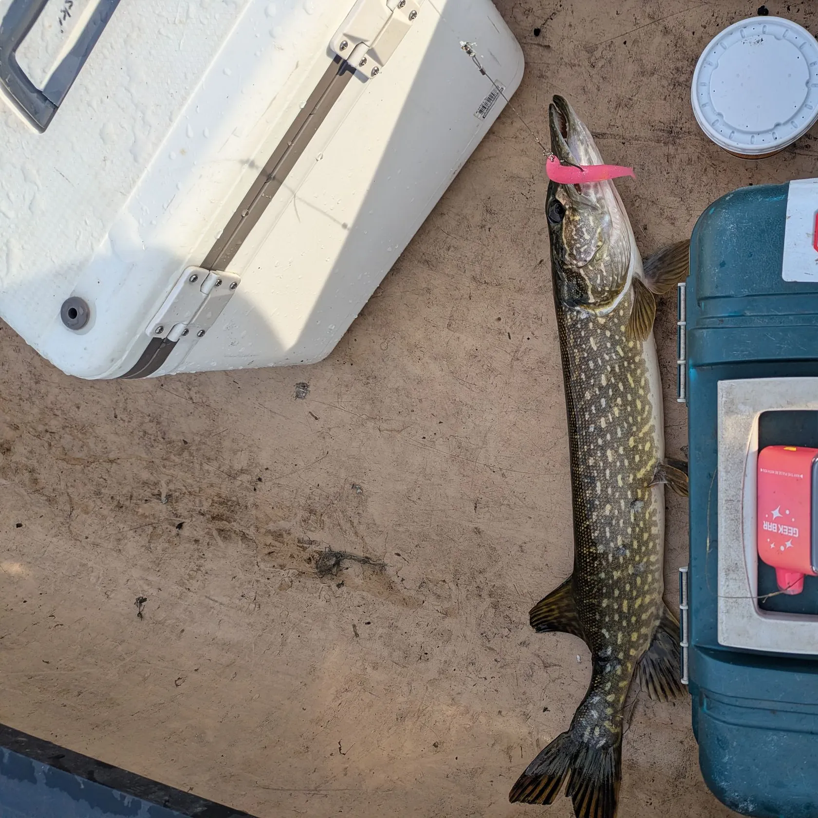 Northern pike caught on Fishbrain