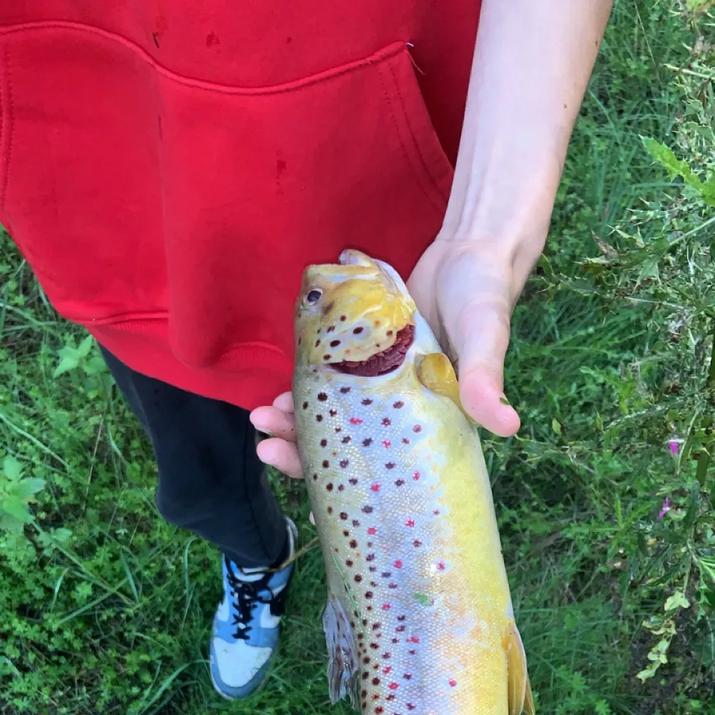 Fish caught on Fishbrain